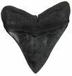 Fossil Megalodon Tooth - Very Wide Tooth #57300-2